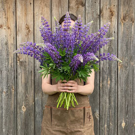 Perennial, Lupine Seeds